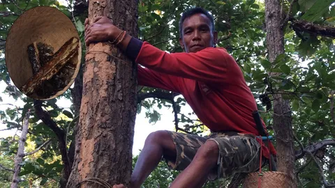 หากินสูง คนอีสานปีนต้นไม้ เก็บ'ขี้ชัน'ขายหน้าแล้ง