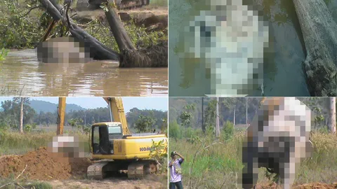 พบซากช้างป่า ถูกต้นกระถินเทพาทับตายในป่าดงใหญ่ บุรีรัมย์