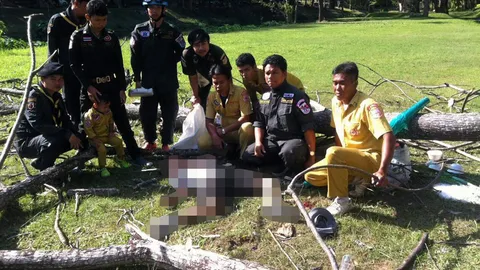 ต้นไม้ล้มทับ 