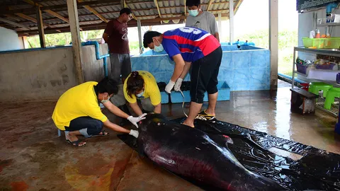 สลด!พบซากวาฬหัวทุยแคระ สัตว์หายากใกล้สูญพันธุ์ เกยหาด ชุมพร