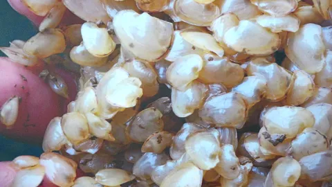 ปลานิลเลี้ยงหอย เคล็ดลับมุกน้ำจืดไทย