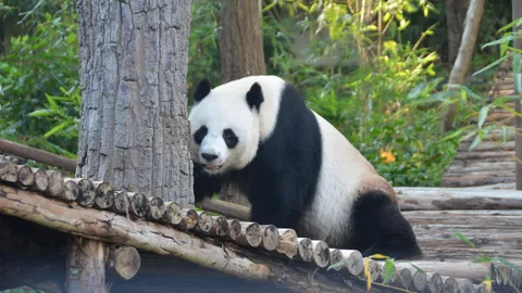 ขวัญใจเด็ก! แพนด้า 'ช่วงช่วง' ออกโต้ลมหนาวครั้งแรก