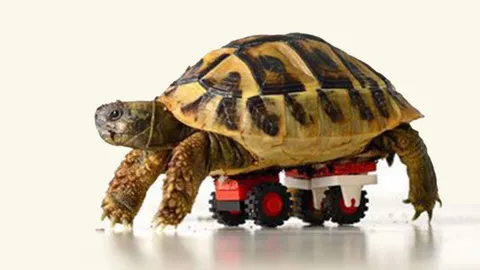 เต่าง่อยเดินได้เพราะล้อเลโก้