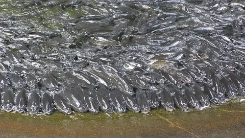 ฮือฮา 'ปลาพลวง' แสนรู้ เข้าแถวกินอาหาร