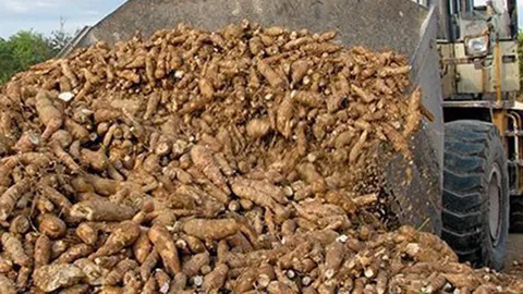 มโนโยบาย