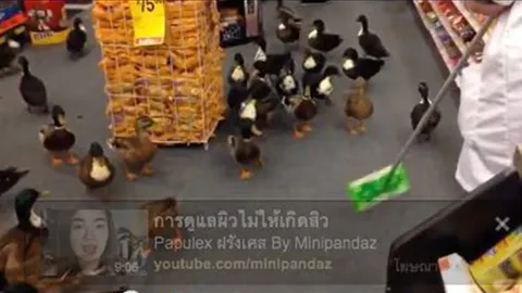 ฝูงเป็ดกรีธาทัพบุกร้านยา