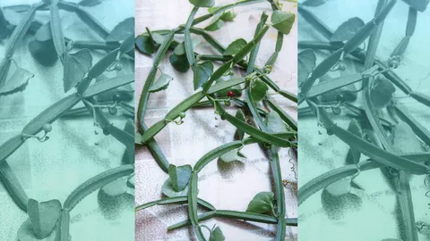 "เพชรสังฆาต"  แก้ไขมันอุดตันกรวยไต