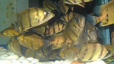 เสือตอลายเล็ก