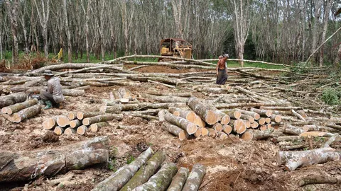 เรื่องเศร้าชาวสวนยาง! โค่นต้นขายไม้ เปลี่ยนไปปลูกปาล์ม 