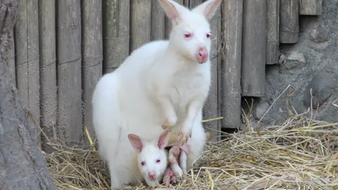 เชียงใหม่ไนท์ซาฟารี เปิดตัวลูก 'วัลลาบีเผือก'  