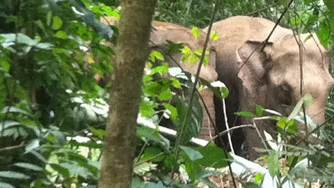 โขลงช้างป่า บุกทำลายพืชสวนชาวบ้านเสียหายยับ          