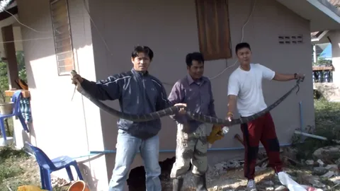 เย่อกันสุดแรง กู้ภัยฯ VS จงอางยักษ์ มุดเข้าใต้กุฏิพระ (ชมคลิป) 