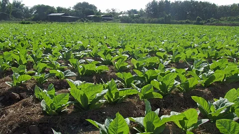 ปลูกยาสูบหลังนาปี รับเนื้อๆไร่ละ2.5หมื่น