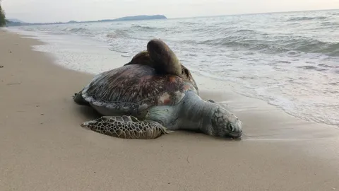 ศูนย์วิจัยทางทะเลเตรียมหาสาเหตุ'เต่าตนุ'กระดองปริแตกตายเกยหาด