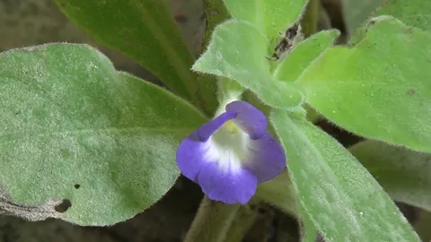 ว่าน 'พลังช้างสาร' เพิ่มสมรรถภาพทางเพศ ขึ้นเต็มถ้ำมโนราห์กระบี่ 
