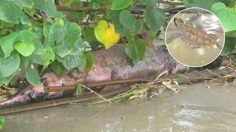 มรสุมกระหน่ำ! 'เต่ากระ' เกยหาดแหลมสน จ.ชุมพร