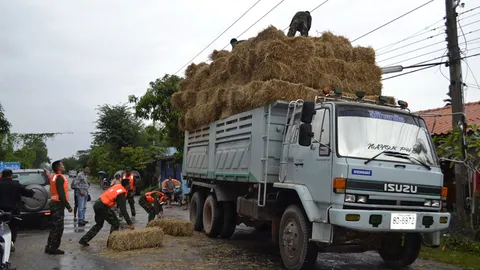 อบจ.พัทลุง แจกฟางเกษตรกร หลังน้ำท่วมสูง สัตว์เลี้ยงขาดแคลนอาหาร