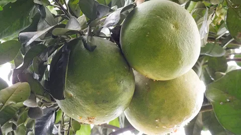 ส้มโอเวียงแก่น ลงทุนแสนได้เป็นล้าน