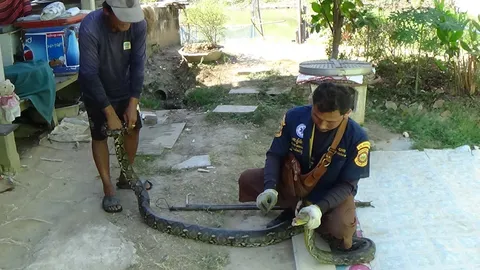 หัวใจแทบวาย! วางลอบดักปลา ติดงูเหลือม 2 ตัว