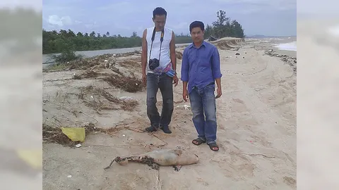 เร่งหาสาเหตุ'โลมาหัวบาตร'ดับ ในรอบ2เดือนตาย 8 ตัว