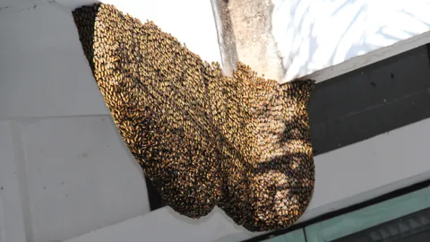 ไม่เชื่ออย่าลบหลู่! ผึ้งหลวง ทำรังที่ว่าการ อ.ฟากท่า เชื่อ นำมาแต่สิ่งที่ดี 