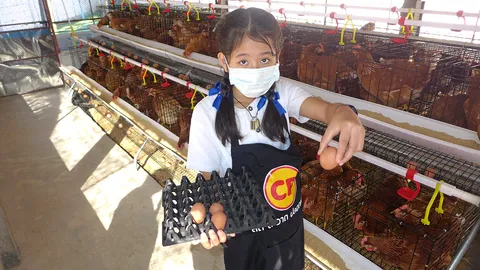 เด็กเลี้ยงไก่...ได้มากกว่าไข่