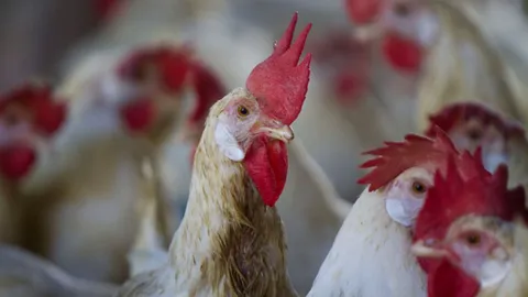 ฮ่องกงจ่อฆ่าไก่ 15,000 ตัว หลังพบหวัดนก 'H7N9'