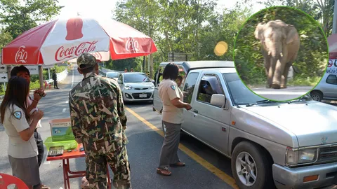 ช้างป่าเขาใหญ่สงบ-ไม่เครียดกระทืบรถ หลังคนปฏิบัติตามคำแนะนำ