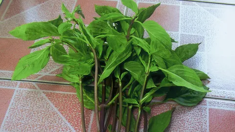 'โหระพา' ช่วยให้นอนหลับ