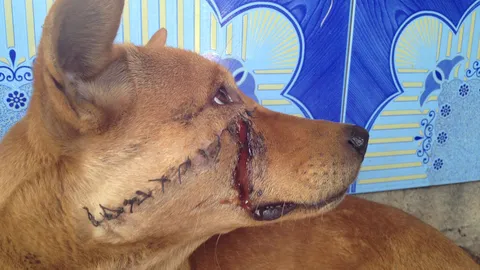 ตัดสินแล้วคดี'ฟันปากหมา' ประเดิมพรบ.ทารุณสัตว์ จำคุก 1ปี