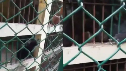 คลิปว่อน!! ทำไปได้...โจ๋พิเรนทร์ ยื่นบุหรี่ให้ลิงในสวนสัตว์สูบ 