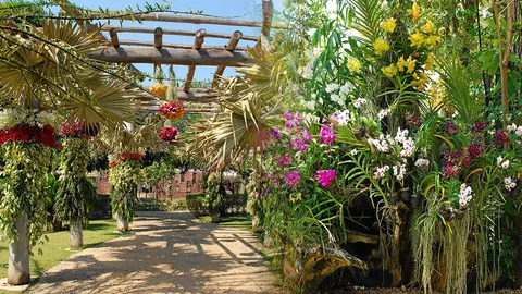 กล้วยไม้สกุลช้าง และงานกล้วยไม้ "ช้างชนช้าง" ครั้งที่9