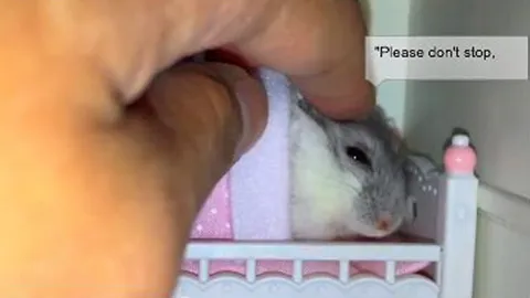 หนูขี้อ้อนที่สุดบนผืนปฐพี