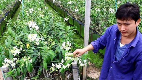 ชาวสวนร้อง! ชลประทานตัดน้ำ กล้วยไม้เหี่ยวรอวันตาย 