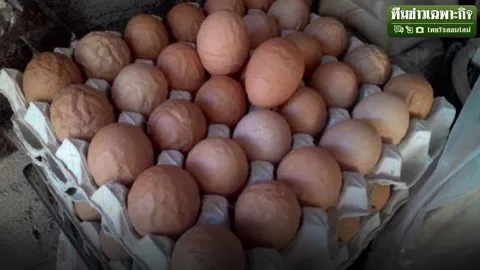 รู้กันยัง! การันตี ไข่เหี่ยว ไม่แปลกกินได้ไร้อันตราย (ชมคลิป)