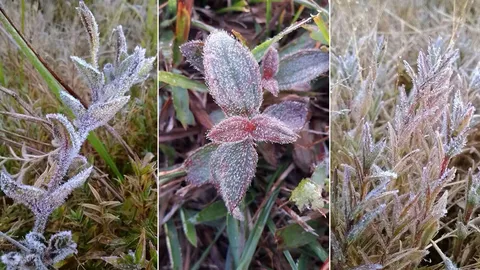 'ภูกระดึง' หนาวจัด! แม่คะนิ้งโผล่ อุณหภูมิ 0 องศาฯ