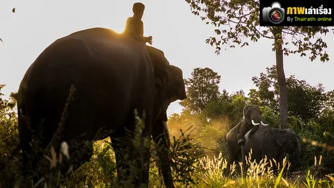 ความงามจาก สายตา กิริยา ท่าทาง !