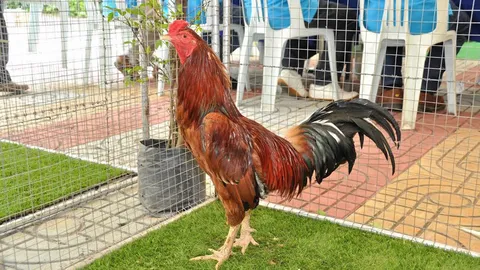 ไก่แดงสุราษฎร์ ช่วยคน..ชะลอแก่