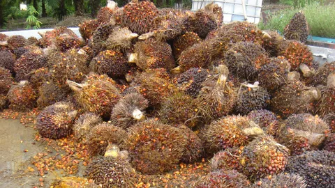 'สมาพันธ์ชาวสวนปาล์มฯ' คัดค้าน นำเข้าปาล์ม 5 หมื่นตัน