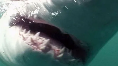 นาทีระทึก! หนุ่มออสซี่โดนฉลามกัดแขน ระหว่างถ่ายวิดีโอใต้ทะเล (ชมคลิป)