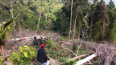 นายทุนยางพารา-ปาล์ม รุกป่าสงวนรอยต่อพังงา-สุราษฎร์ นับพันไร่