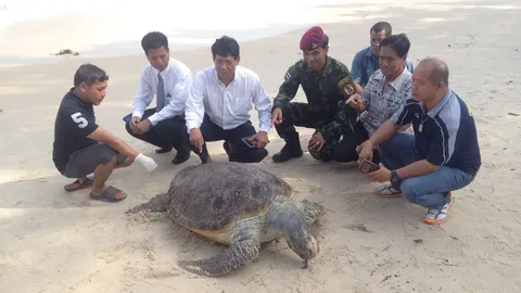 ตายแล้ว! 'ทวดเต่า' อายุ100ปี เกยหาดที่ขนอม