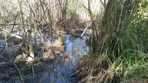 แหวะ! ฟาร์มดังสูบขี้หมูทิ้งเหม็นตลบ สั่งพักใบอนุญาต