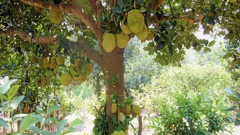 “ขนุนเพชรบัวชมพู” เนื้อสีสวยหวานหอม