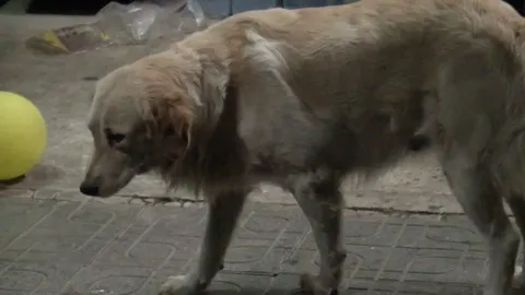 เจ้าของ ช็อก 'โกลเด้น'สาว โดนหนุ่มวิปริตข้างบ้านกระทำชำเรา (ชมคลิป)