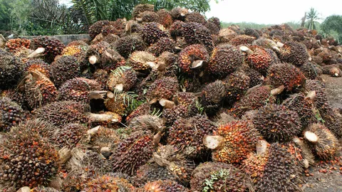  นายกปาล์มเมืองคอนจวกรัฐ ลับ ลวง พราง แก้ปัญหาปาล์ม