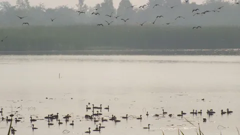 นกไซบีเรียนหนีหนาวลงบึงละหาน คร.เตือนห้ามล่ากิน หวั่นติดโรค