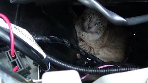 แมวกรุงเทพซุกซน แอบอยู่ในห้องเครื่องรถ เจออีกทีอยู่อ่างทอง 