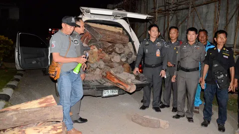 ตร.ทล. ไล่จับปิกอัพ ขนไม้พะยูงได้ 101 ท่อน มูลค่า 3 แสนกว่า