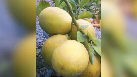 “มะนาวจัมโบ้สีทอง” ต้นไร้หนามน้ำอร่อย